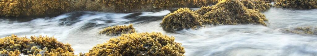 algae complet producto extracto algas