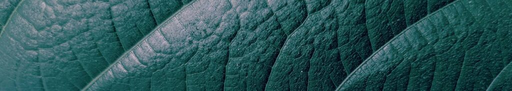 bioestimulantes para metabolismo plantas