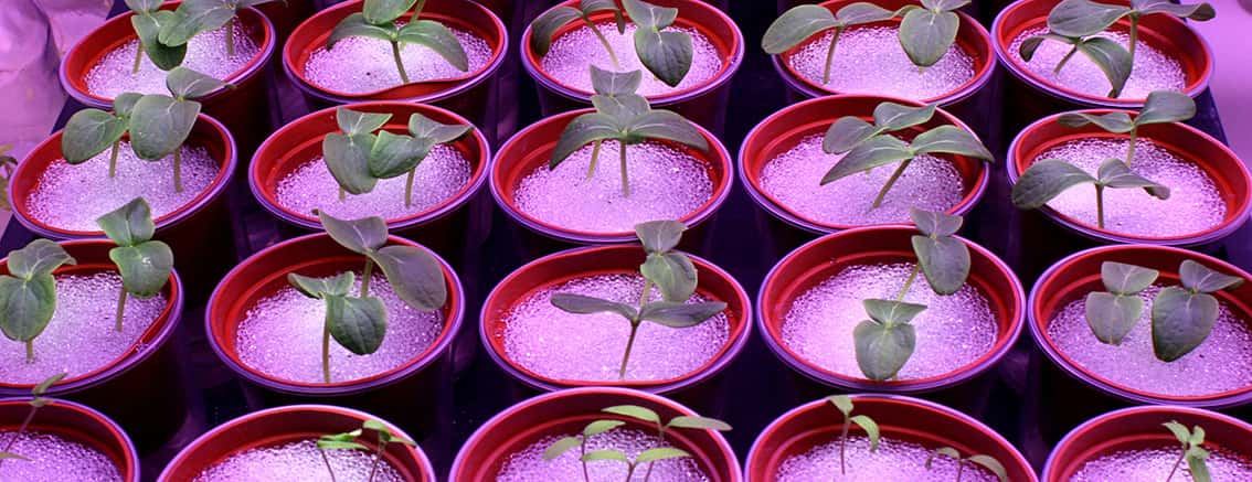 germinación de plantas