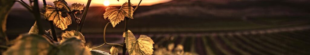 tratamiento talosint hortiplus
