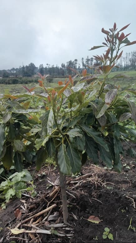 5 months after using Talosint® Hortiplus