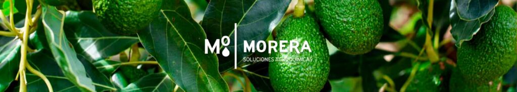 Avocado cultivation worldwide