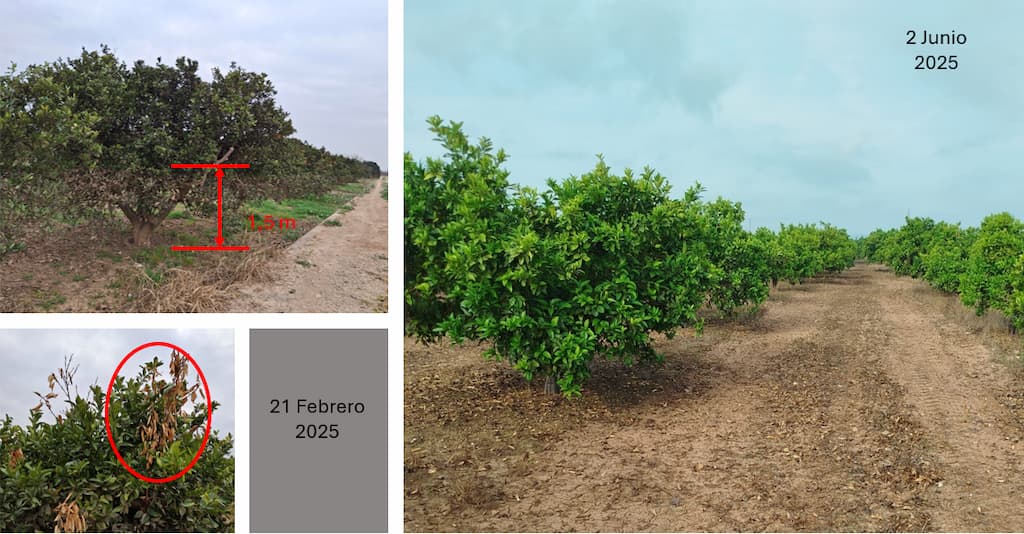 tools for plant regeneration and nutrition