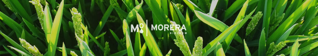 hongo magnaporthe oryzae en cultivo del arroz