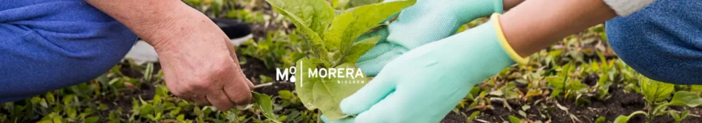 planificar campaña agrícola
