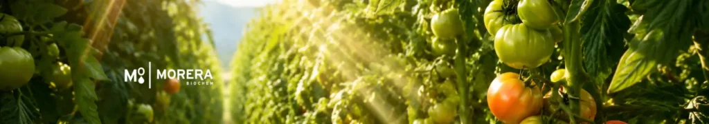 cultivo tomates bajo radiación solar verano